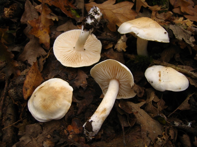 Escursione in querceto, finalmente i funghi!!!